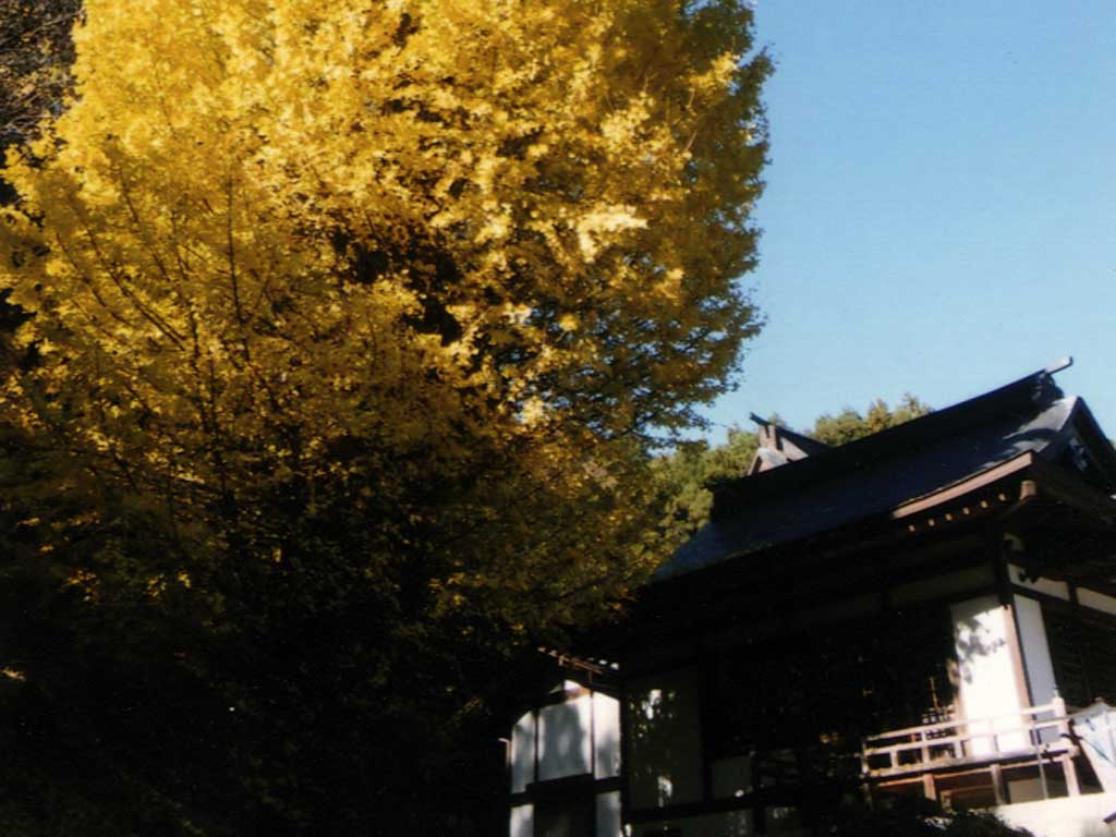 観音堂と大銀杏