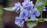 紫陽花