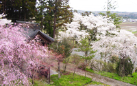 桜